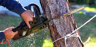Trusted Chubbuck, ID Tree Removal Experts