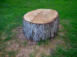 Best Tree Preservation Services  in Chubbuck, ID