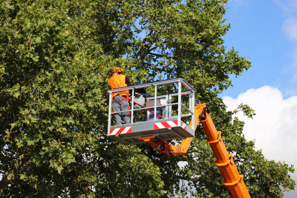 Best Tree Cabling and Bracing  in Chubbuck, ID